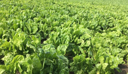 Webinar: Optimising fodder beet in livestock systems